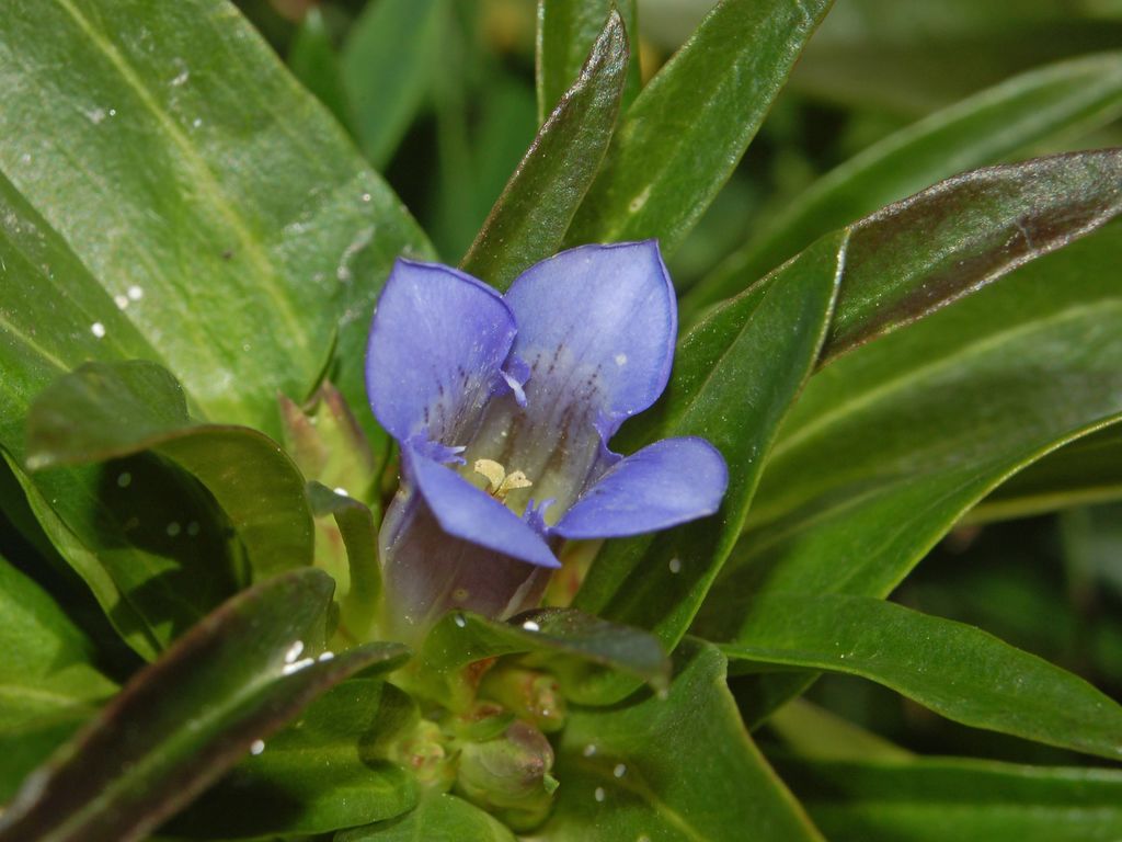 Gentiana cruciata / Genziana minore